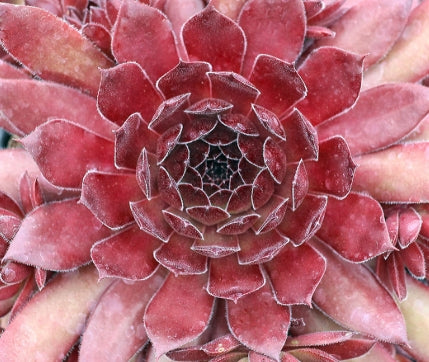 Sempervivum 'Sanford Hybrids'