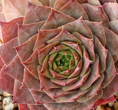 Sempervivum 'Rita Jane'
