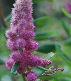 Spiraea douglasii