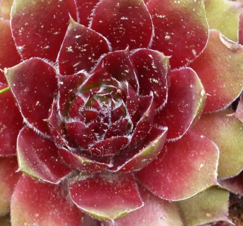 Sempervivum 'Red Heart'