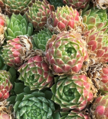 Sempervivum 'Pekinese'