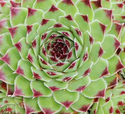 Sempervivum 'Mrs. Giuseppi'