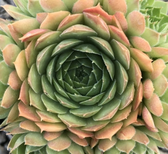 Sempervivum 'Jubilee'