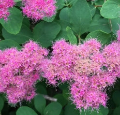 Spiraea densiflora