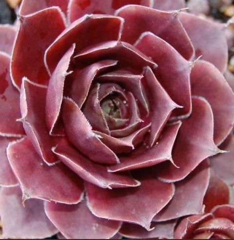 Sempervivum 'Magnificum'