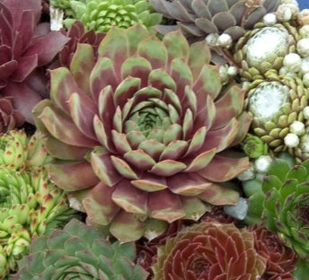 Sempervivum 'Hardy Mix'