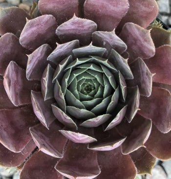 Sempervivum 'Emerald Empress'