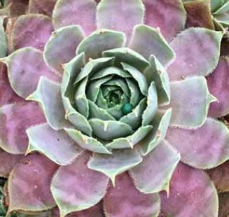 Sempervivum 'Desert Bloom'