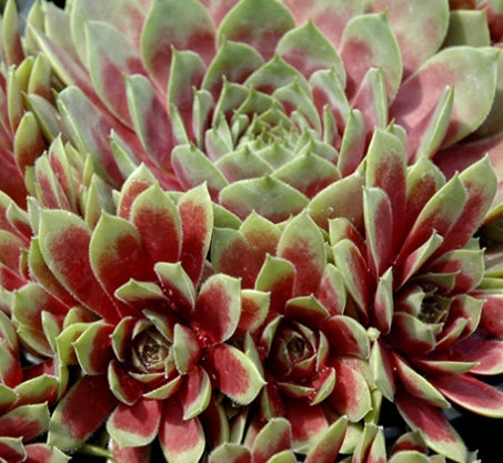 Sempervivum 'Commander Hay'