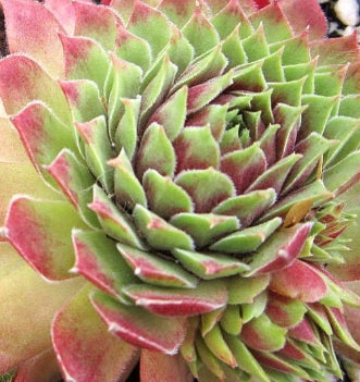 Sempervivum 'Carmen'
