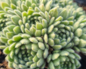 Sempervivum 'Borisii'