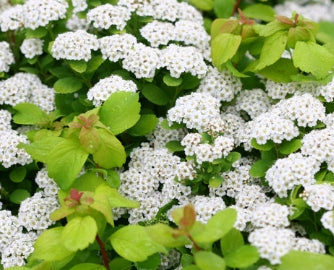 Spiraea betulifolia Glow Girl®