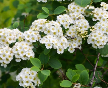 Spiraea betulifolia 'Tor'