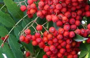 Sorbus a. 'Red Cascade'