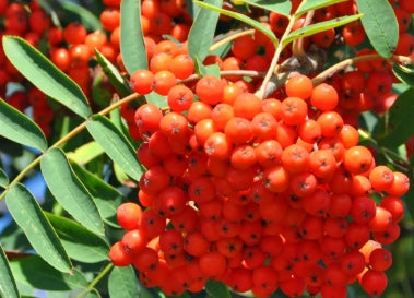 Sorbus aucuparia
