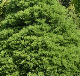 Sequoiadendron g. 'Von Martin'