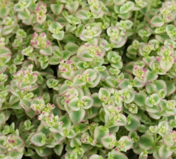 Sedum ‘Little Missy’