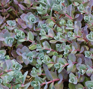 Sedum x 'Bertram Anderson'