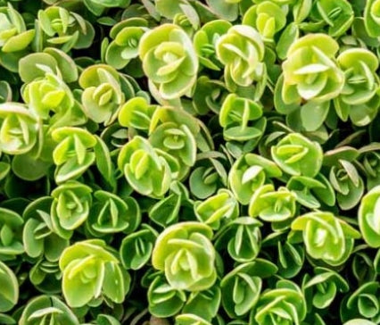 Sedum tetractinum