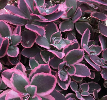 Sedum SUNSPARKLER® ‘Plum Dazzled’ PP30348