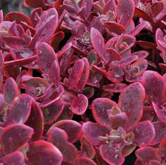 Sedum SUNSPARKLER® 'Wildfire'