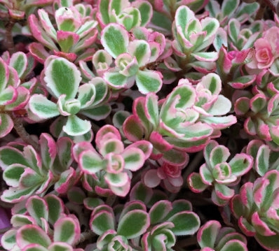 Sedum spu. 'Tricolor'