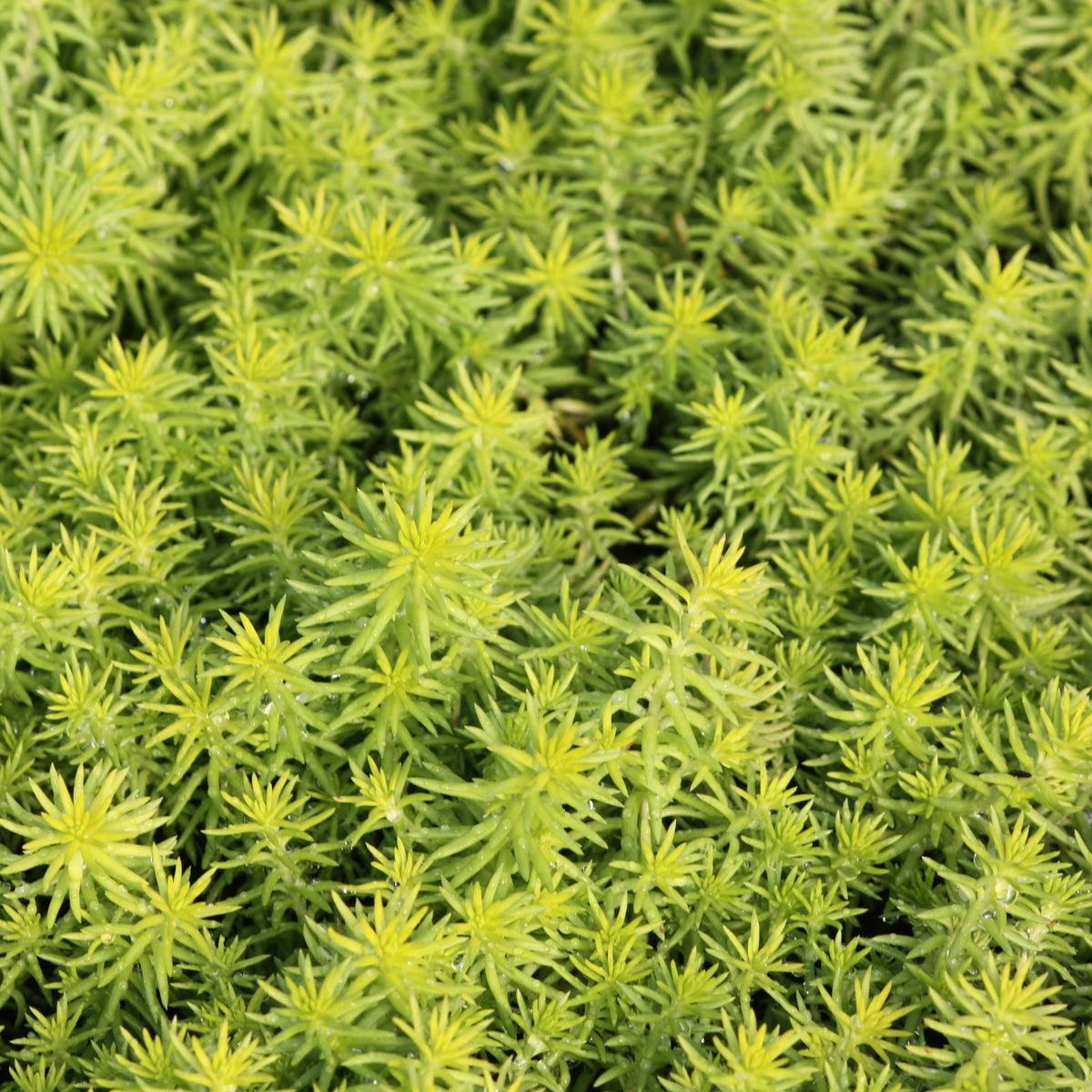Sedum repestre 'Angelina'