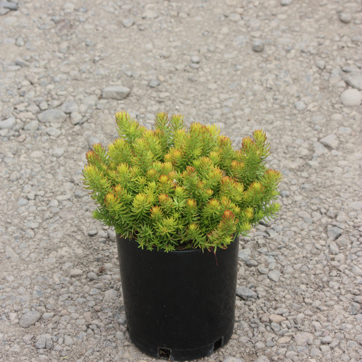 Sedum repestre 'Angelina'