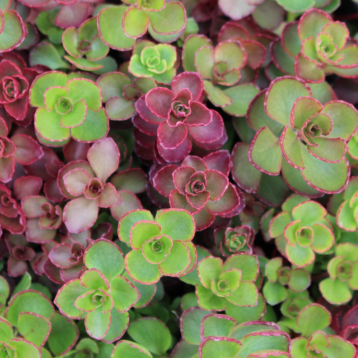 Sedum 'Blaze of Fulda'