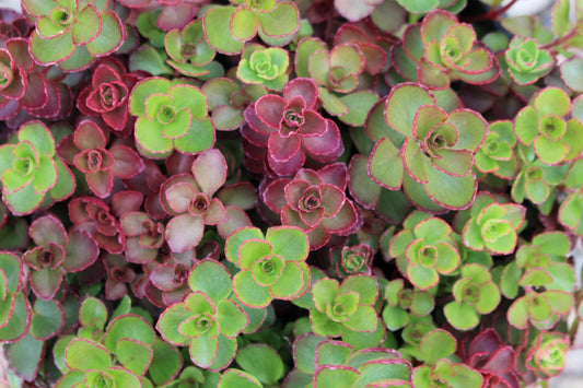 Sedum 'Blaze of Fulda'