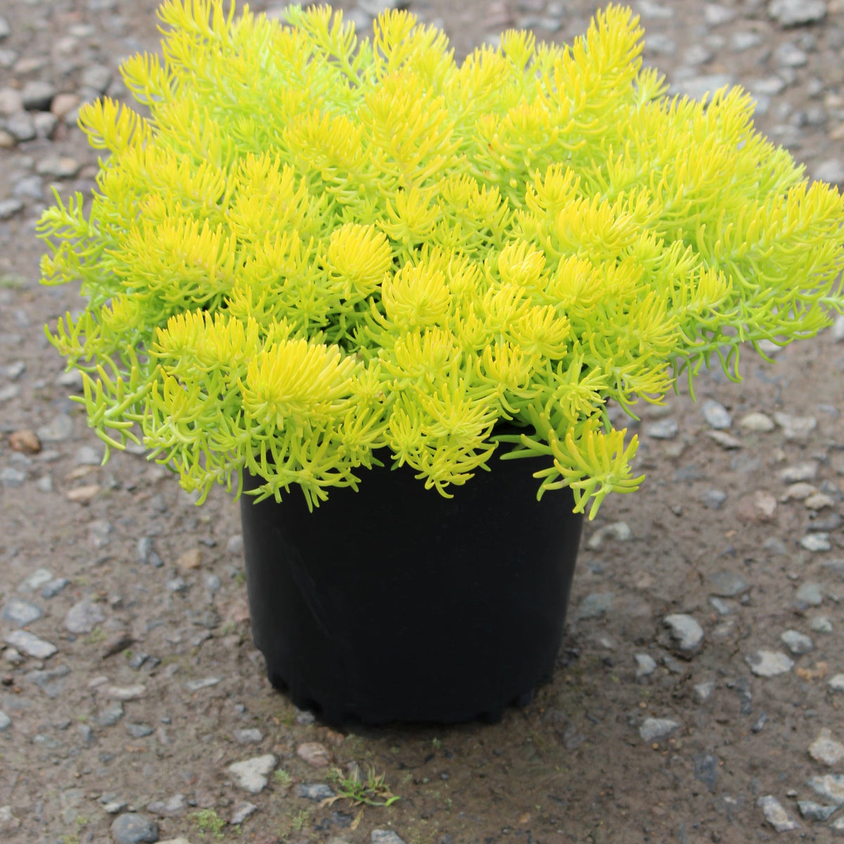 Sedum repestre 'Angelina'