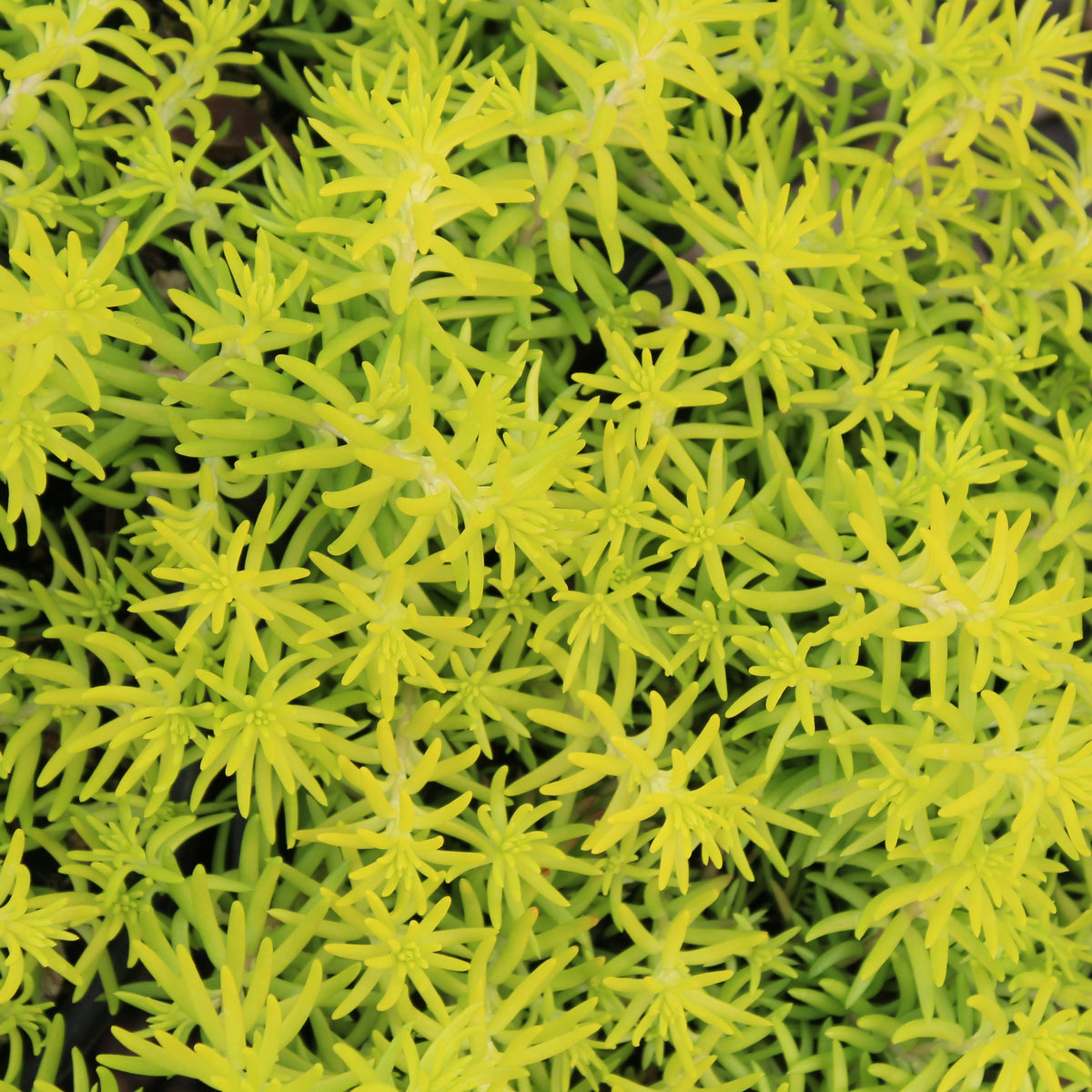 Sedum repestre 'Angelina'