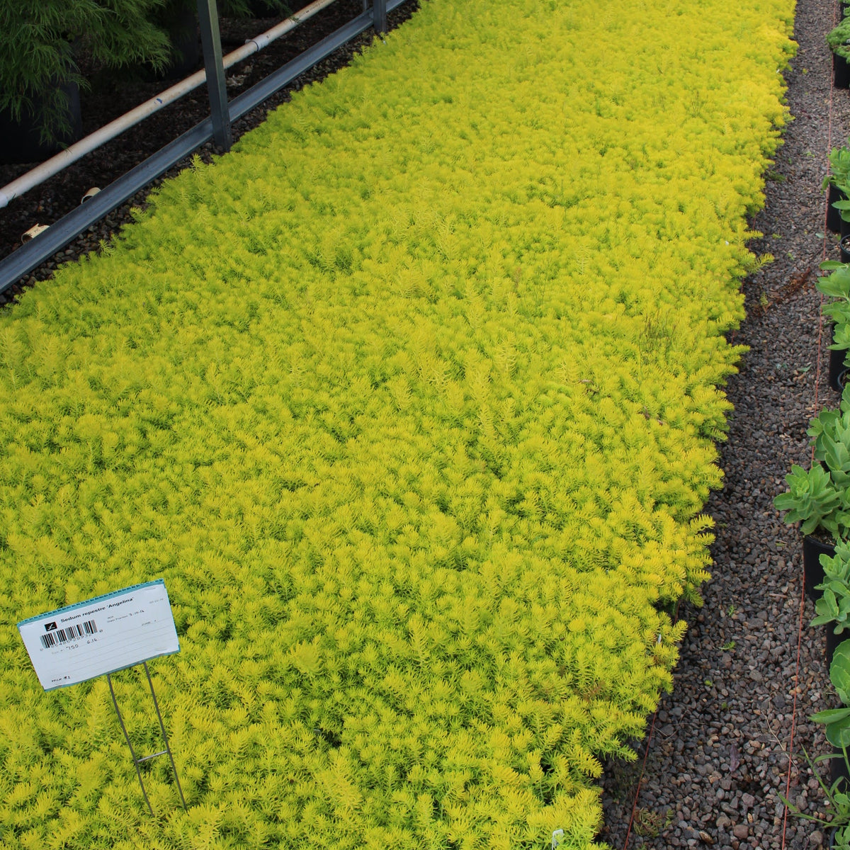 Sedum repestre 'Angelina'