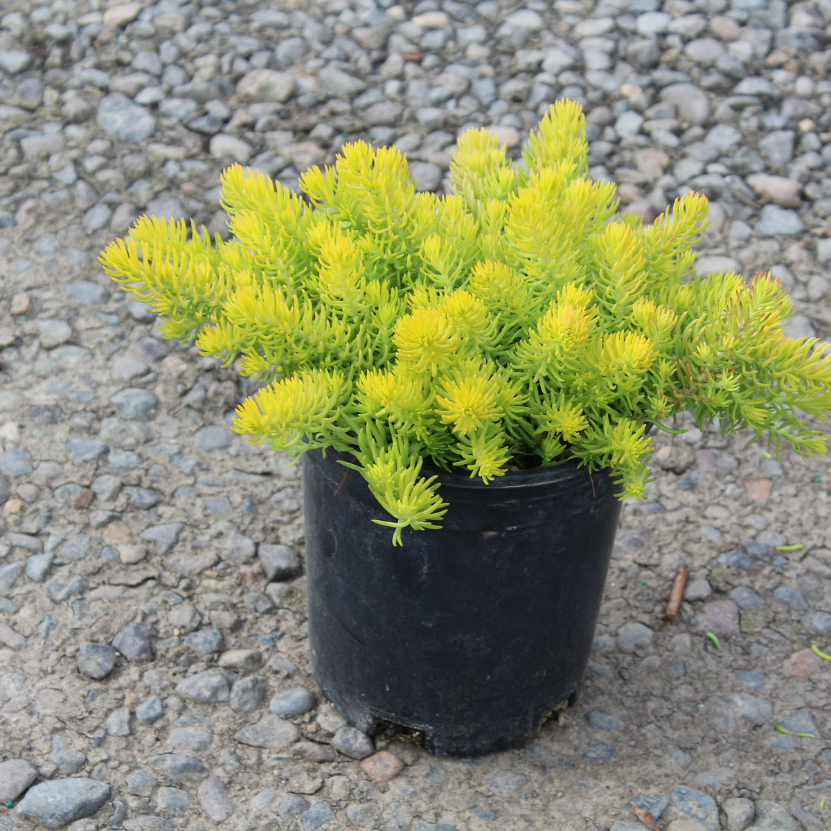 Sedum repestre 'Angelina'