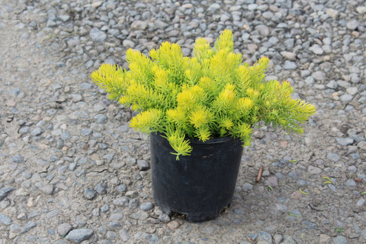 Sedum repestre 'Angelina'