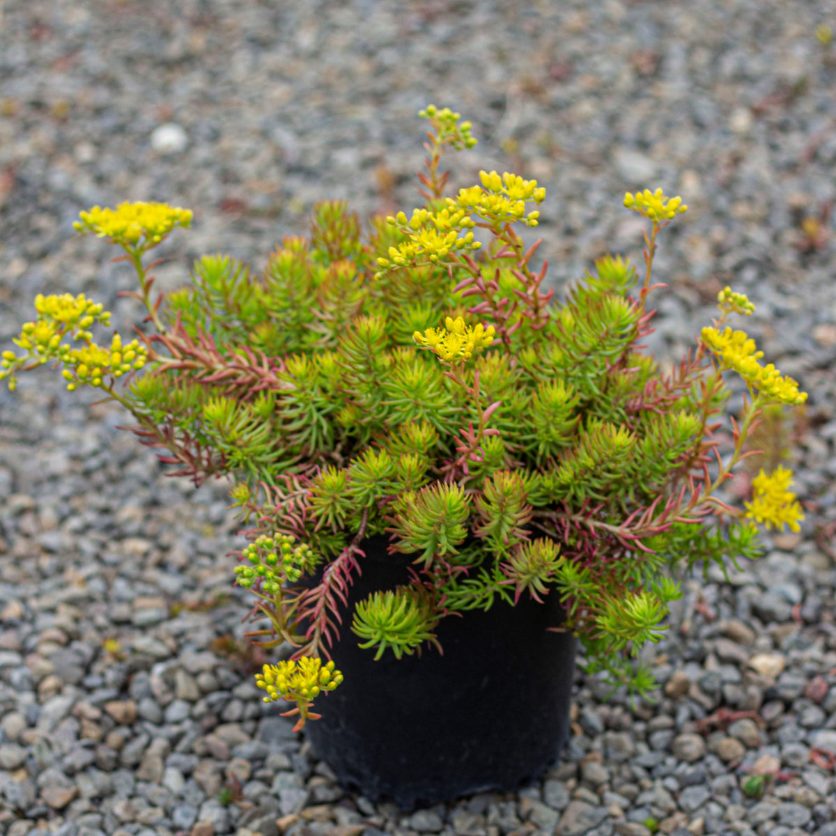Sedum repestre 'Angelina'