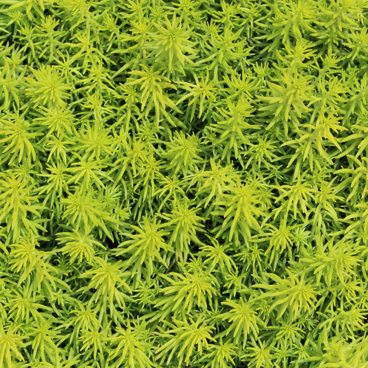 Sedum repestre 'Angelina'