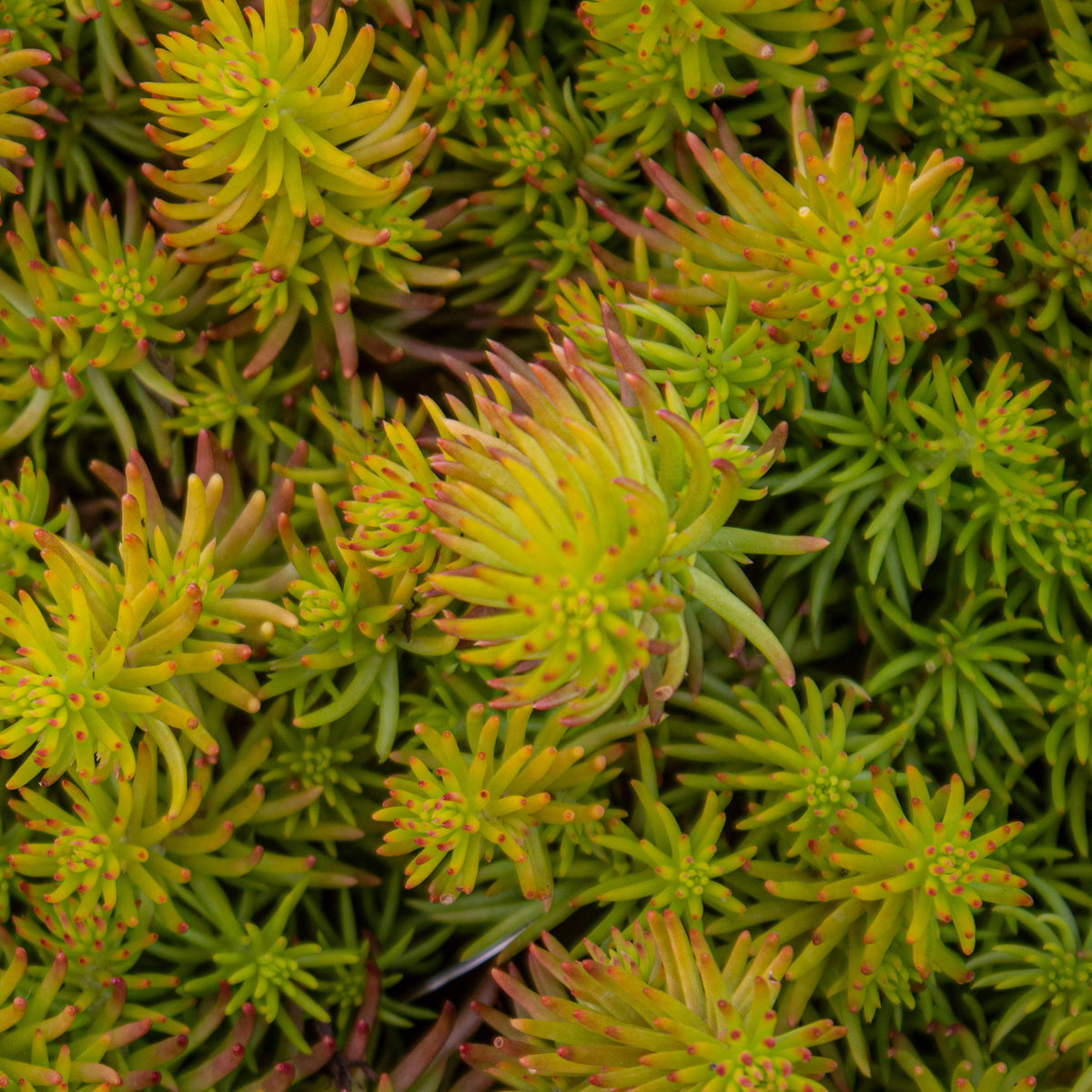 Sedum repestre 'Angelina'