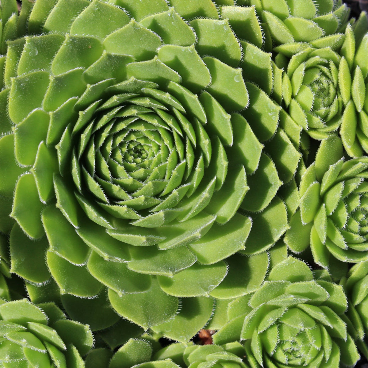 Sempervivum 'Green Wheel'