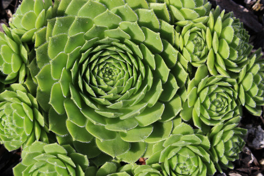 Sempervivum 'Green Wheel'