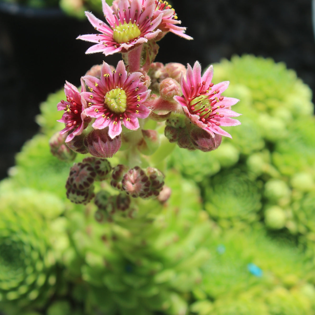 Sempervivum 'Green Wheel'