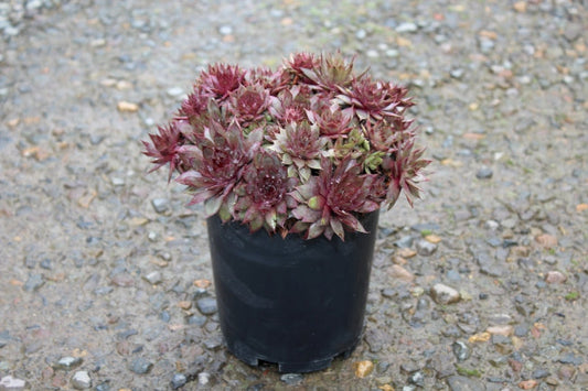 Sempervivum 'Red Beauty'