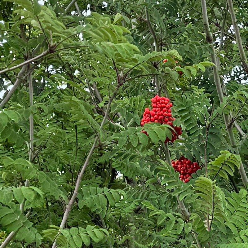 Sorbus a. Cardinal Royal®