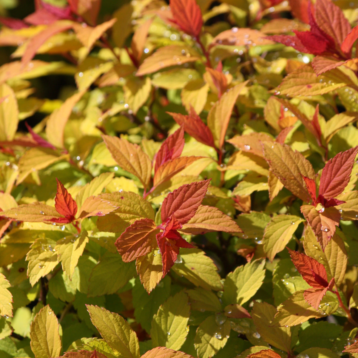 Spiraea j. 'Magic Carpet' PP9363