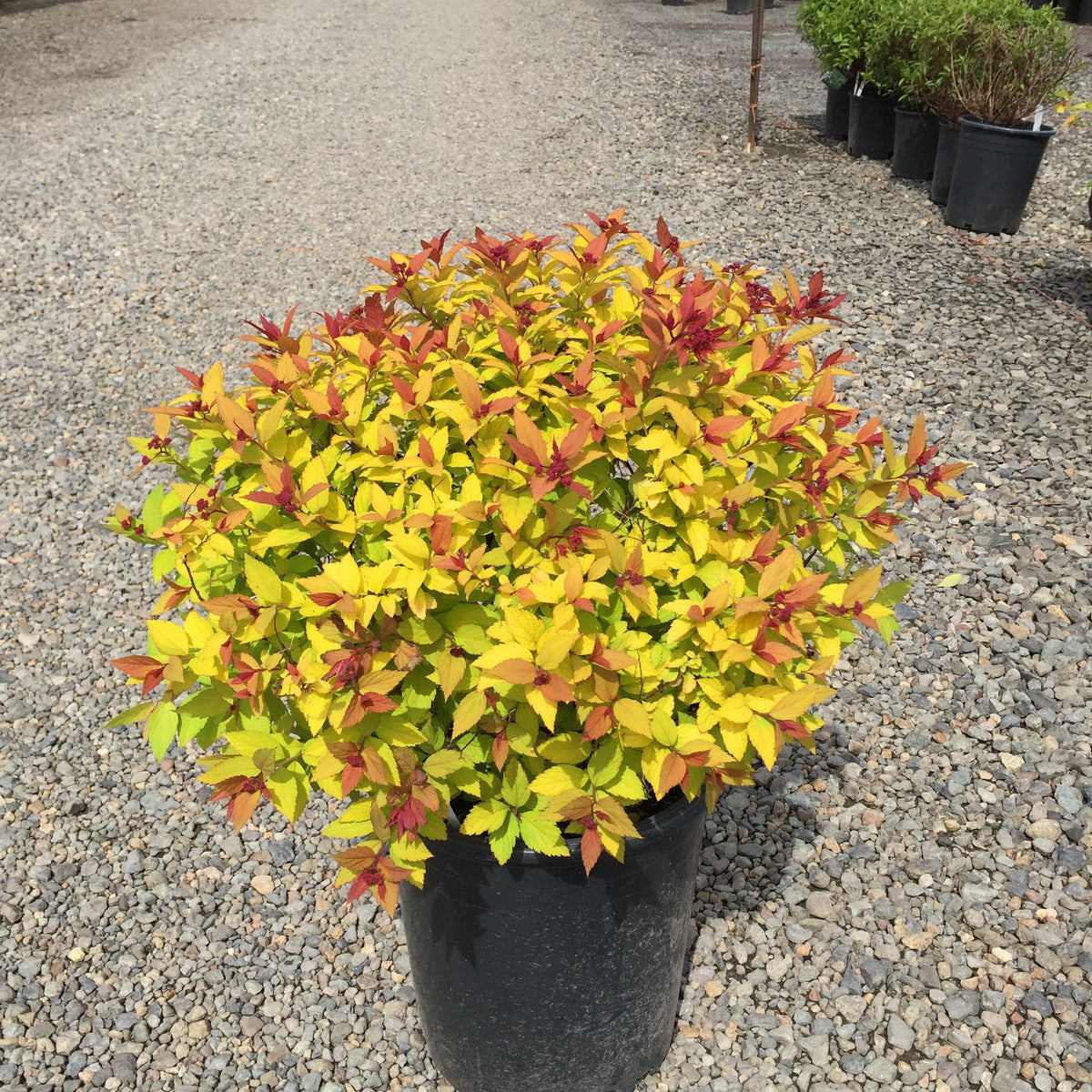Spiraea j. 'Magic Carpet' PP9363