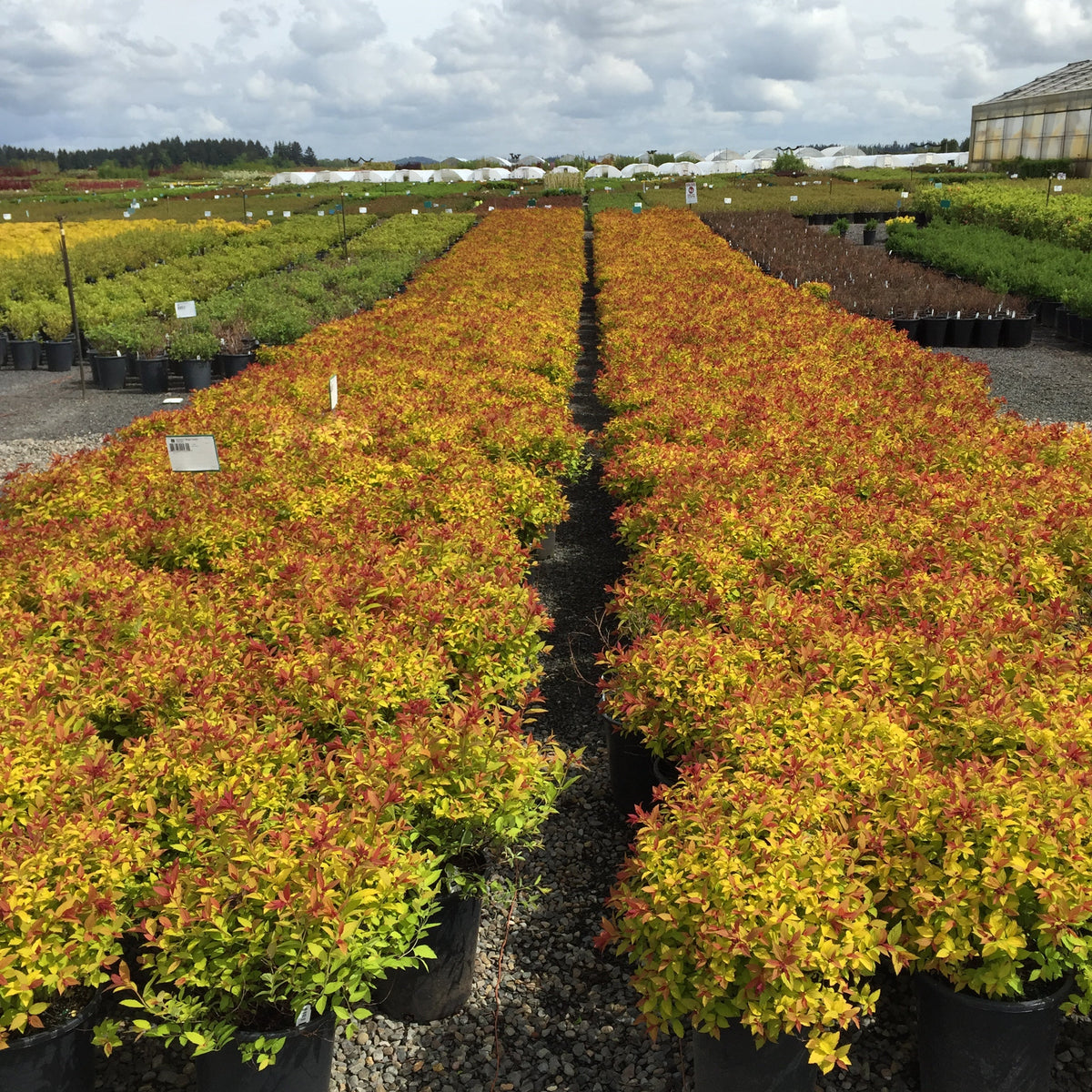 Spiraea j. 'Magic Carpet' PP9363