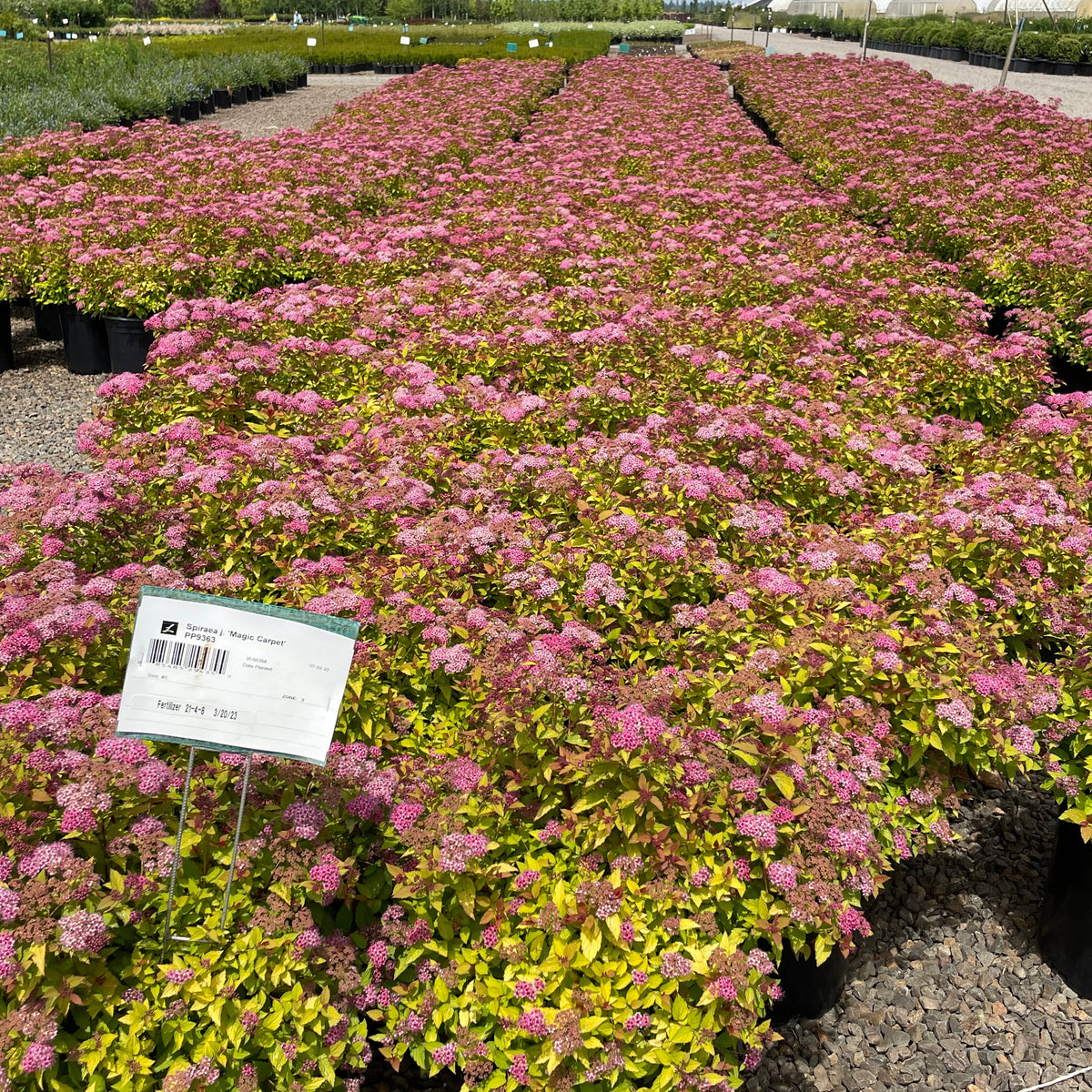Spiraea j. 'Magic Carpet' PP9363