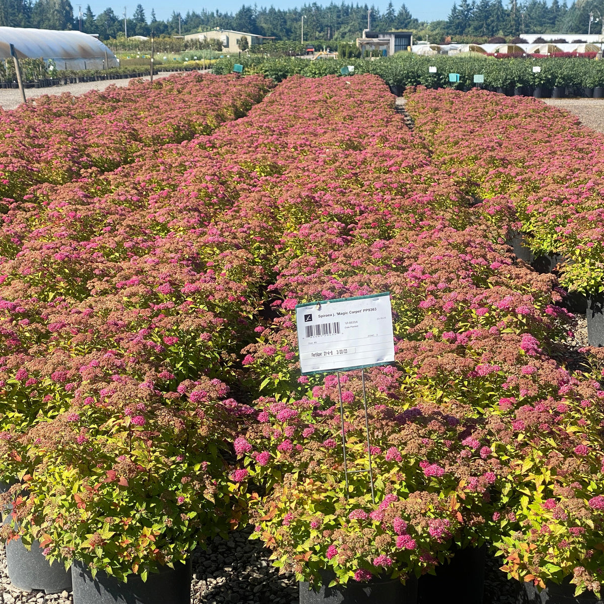 Spiraea j. 'Magic Carpet' PP9363