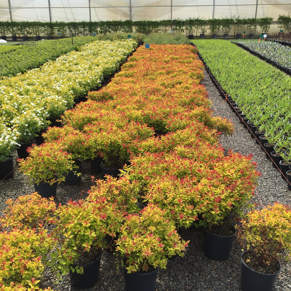 Spiraea j. 'Magic Carpet' PP9363