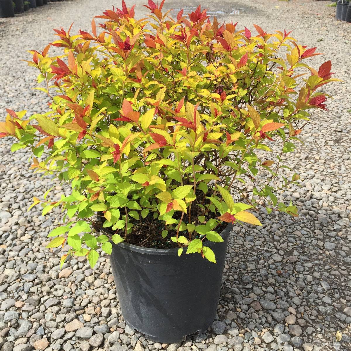 Spiraea j. 'Magic Carpet' PP9363